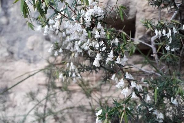 Lissanthe strigosa
