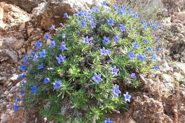 Shrubby gromwell