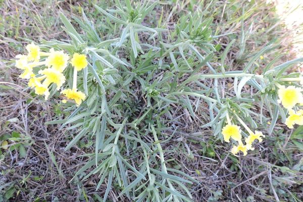Fringed gromwell
