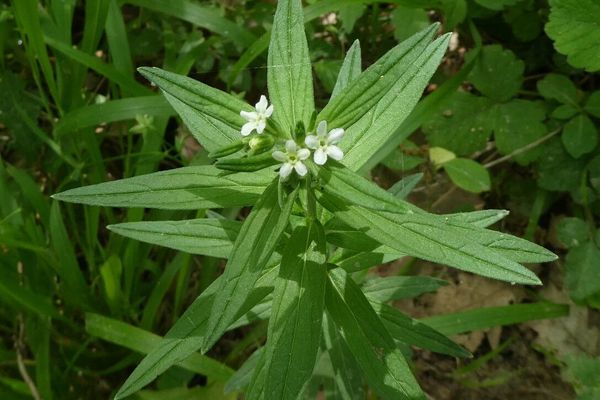 Common gromwell