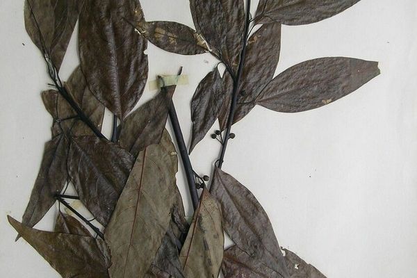 Mountain-pepper