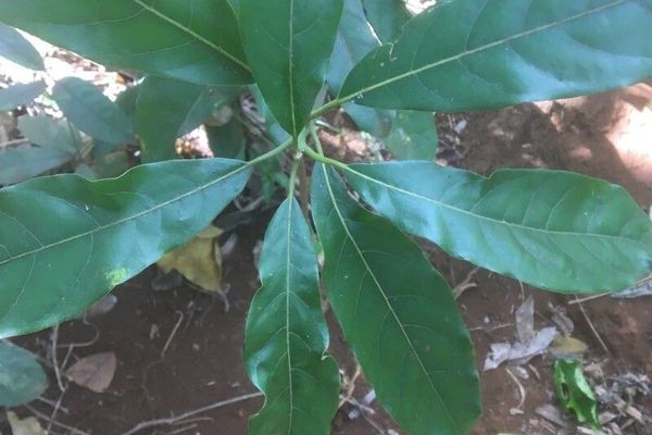 Indian-laurel