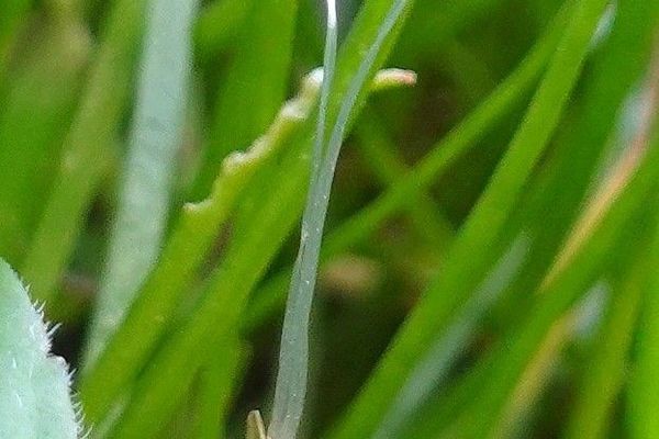 American shoreweed