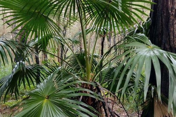 Australian cabbage palm