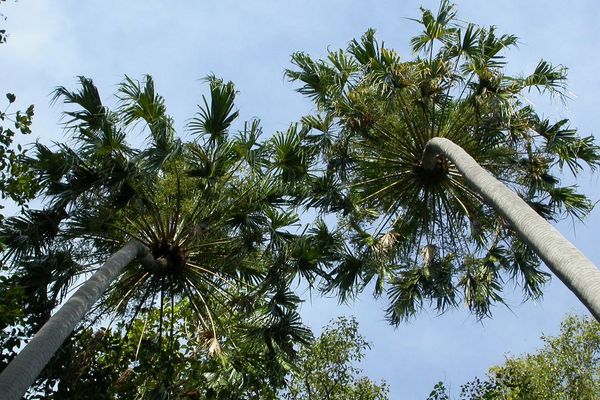 Cabbage palm