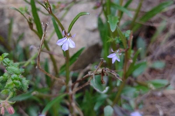Lobelia anceps