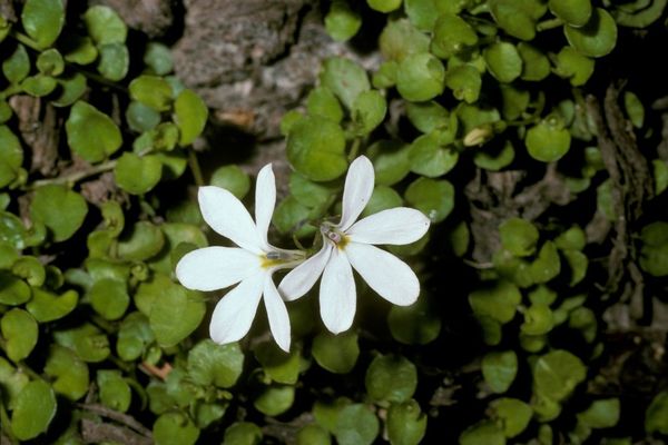 Lawn lobelia