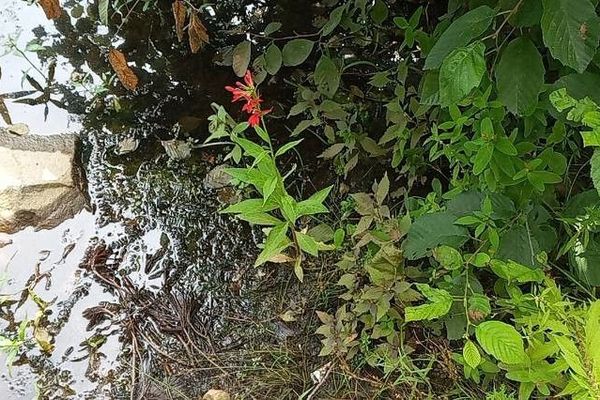 Scarlet lobelia