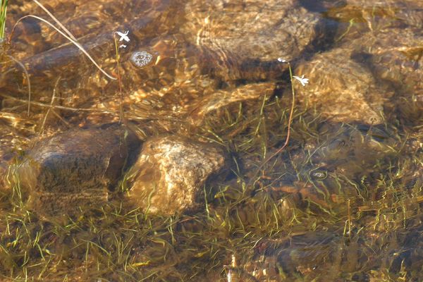 Water lobelia