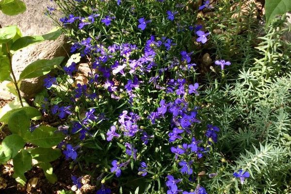 Garden lobelia
