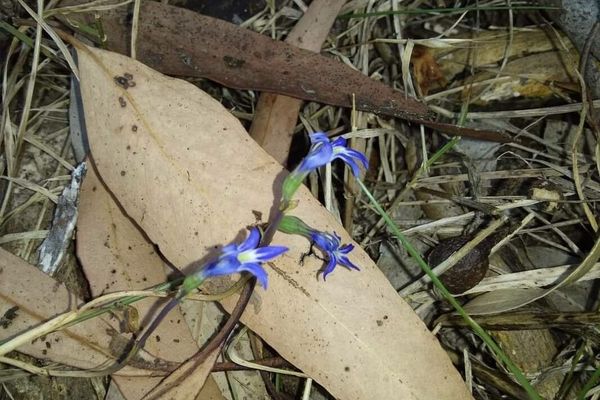 Lobelia gibbosa