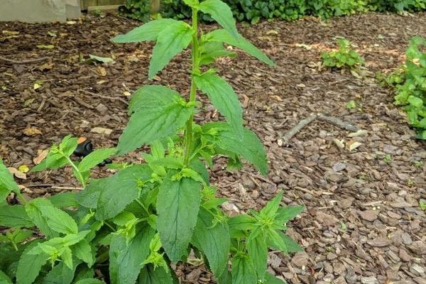 Indian-tobacco