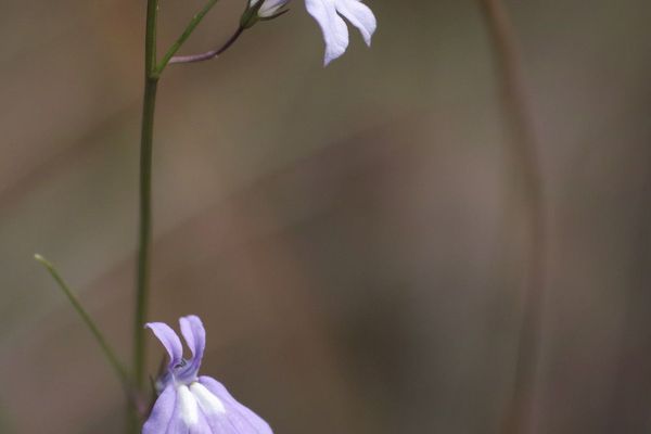 Kalm's lobelia