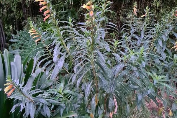 Sierra madre lobelia
