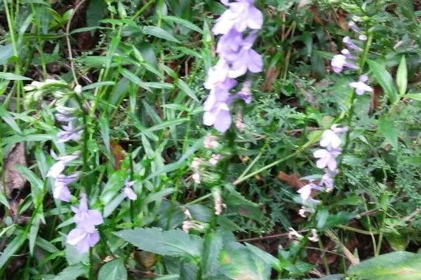 Purple dewdrop