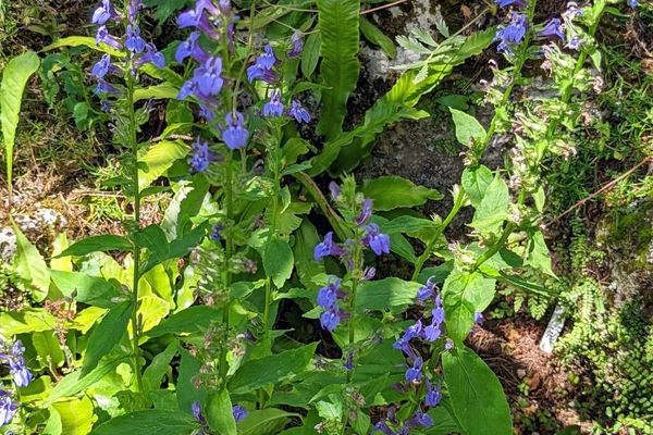 Blue lobelia