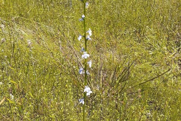 Balespike lobelia