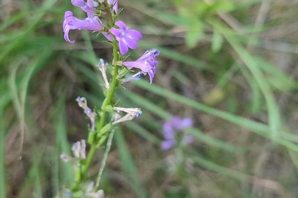 Heath lobelia