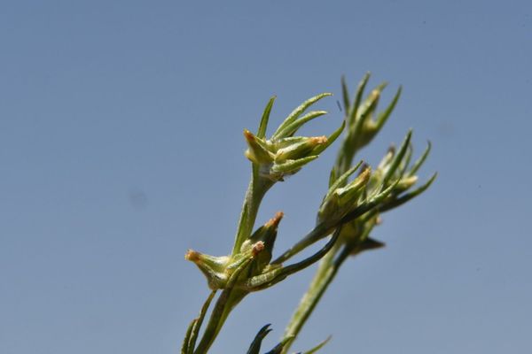 Narrow-leaved cudweed
