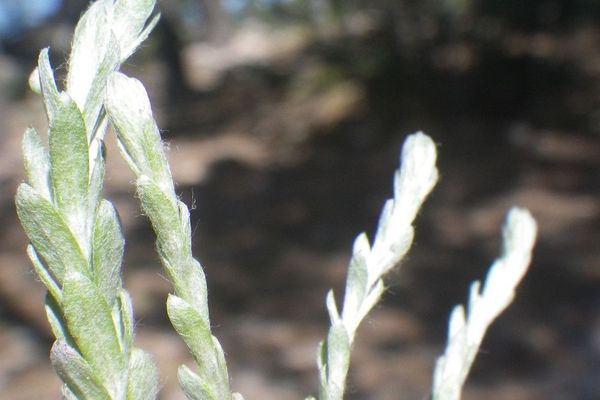 Little cottonrose