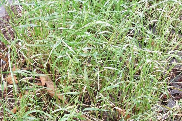Annual ryegrass