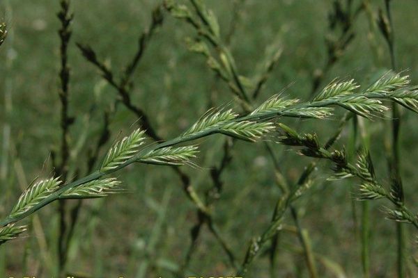 Flax-field ryegrass