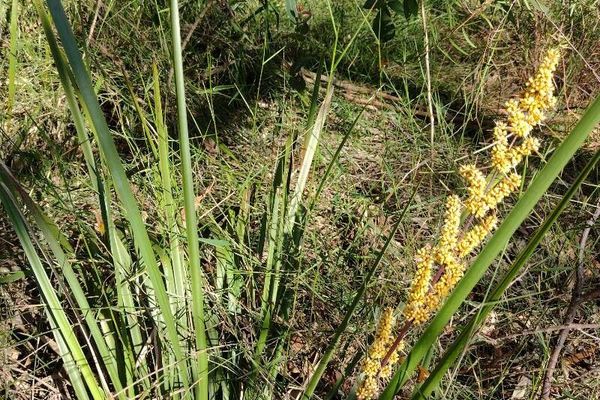 Longleaf mat-rush