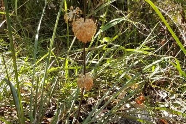 Lomandra multiflora