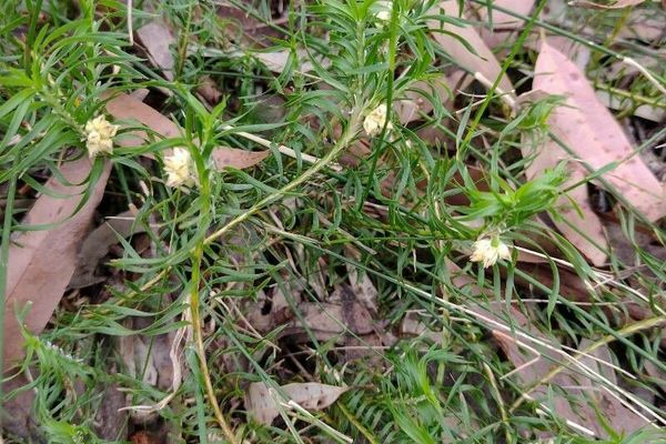 Lomandra obliqua