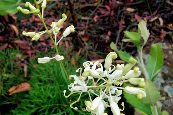 Crinklebush