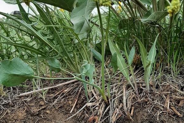 Barestem biscuitroot