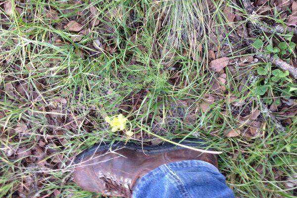 Common lomatium