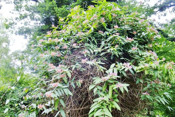 Fragrant grove honeysuckle