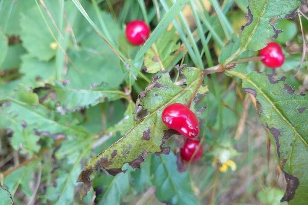 Alpine honeysuckle