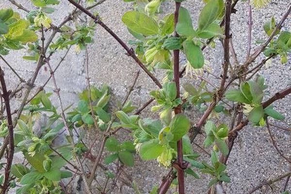 Blue honeysuckle