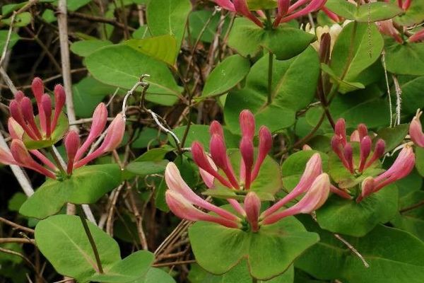 Perfoliate honeysuckle