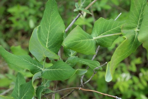 Smooth honeysuckle