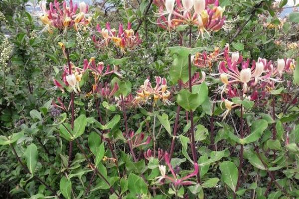 Etruscan honeysuckle