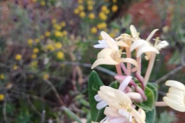 Minorca honeysuckle