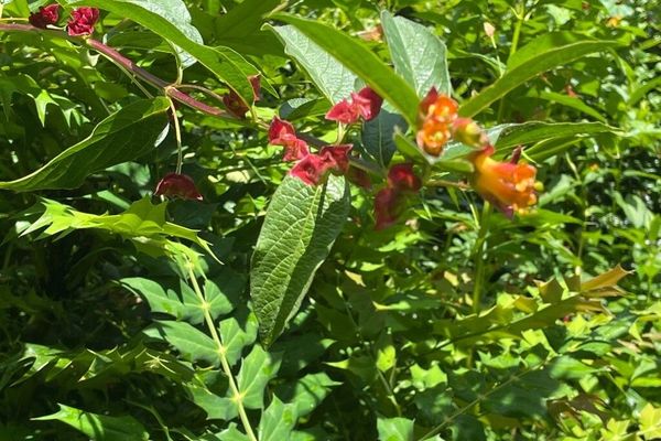 California honeysuckle