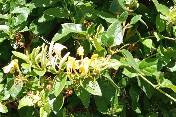 Japanese honeysuckle