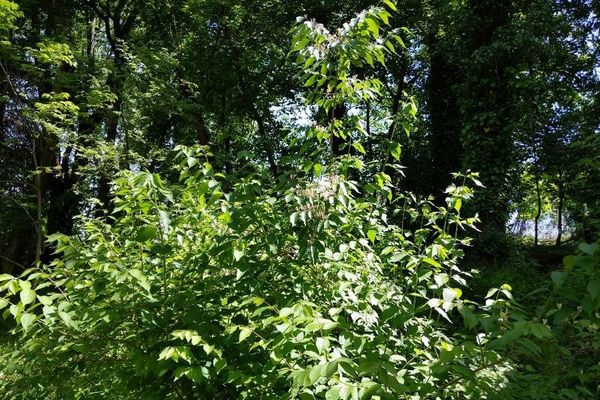 Bush honeysuckle
