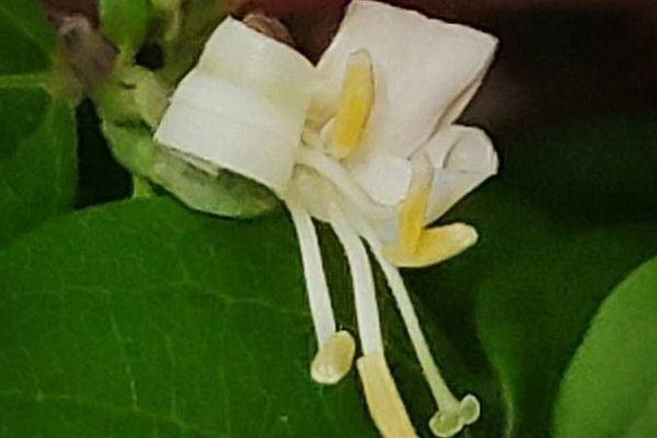 Blackberried honeysuckle