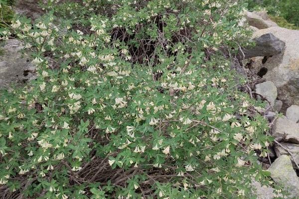 Pyrenean honeysuckle