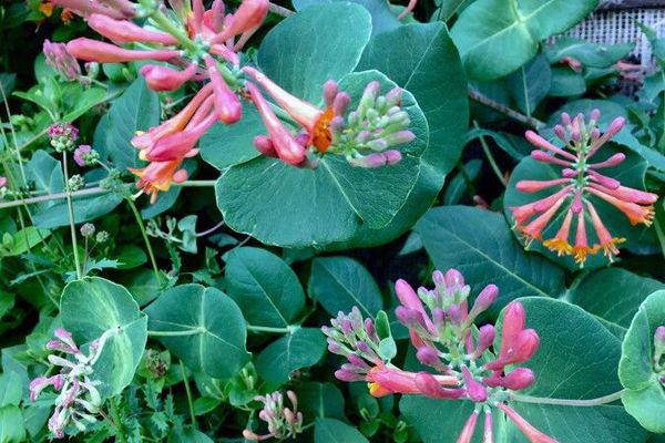 Coral honeysuckle