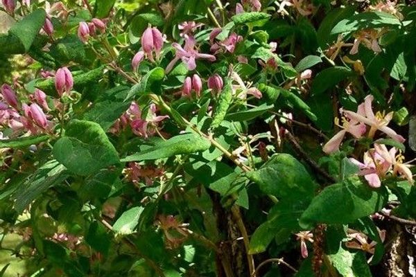 Tatarian honeysuckle