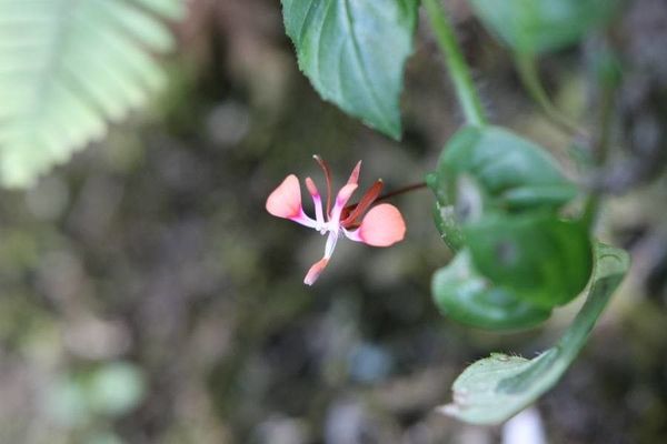 Lopezia racemosa