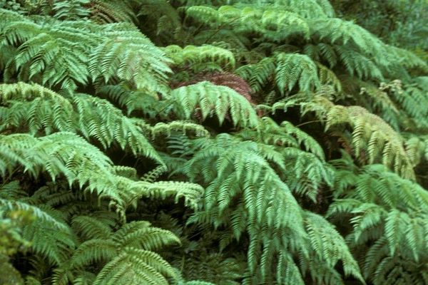 Diamondleaf fern