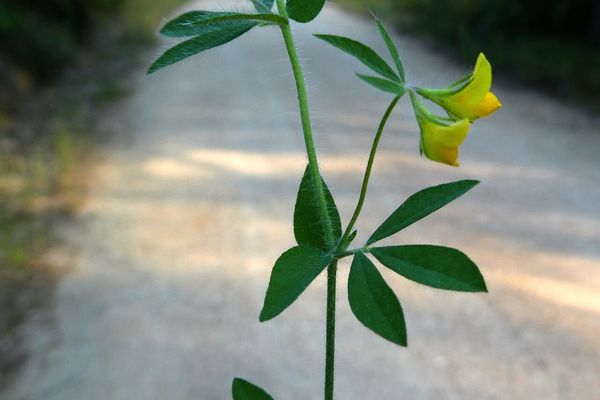 Manjimup-clover