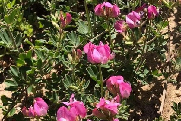 Australian trefoil